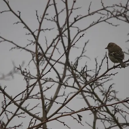 Nocleg ze śniadaniem La Charentine Echillais